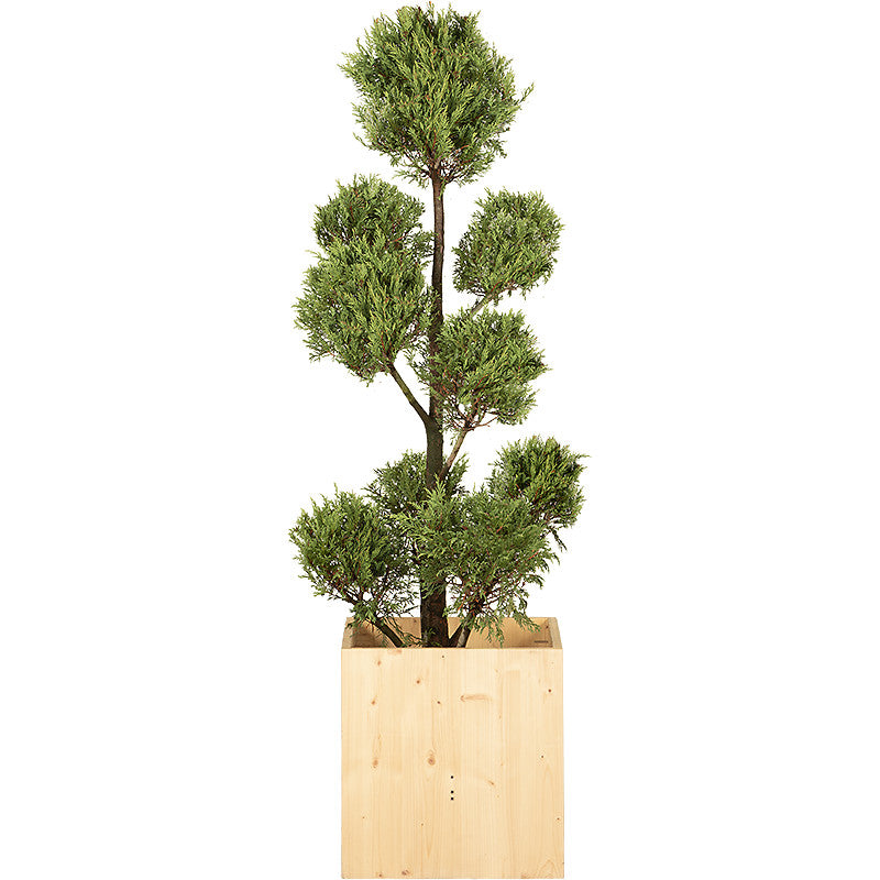 Cupressus Multi-ball - 150cm H