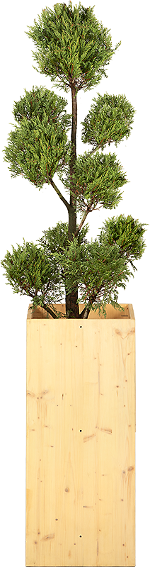 Cupressus Multiboule - 150cm Ht