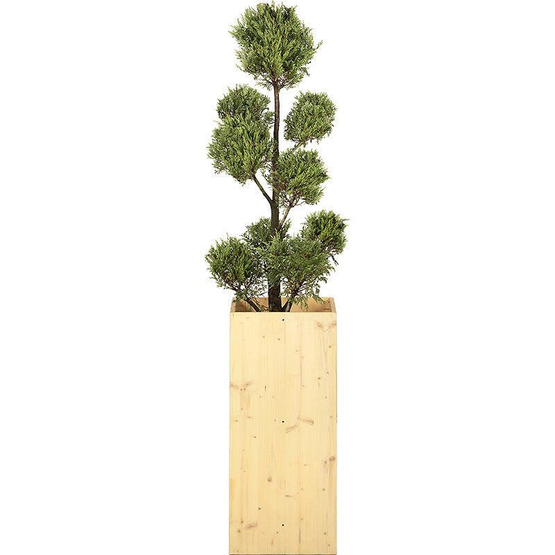 Cupressus Multiboule - 150cm Ht