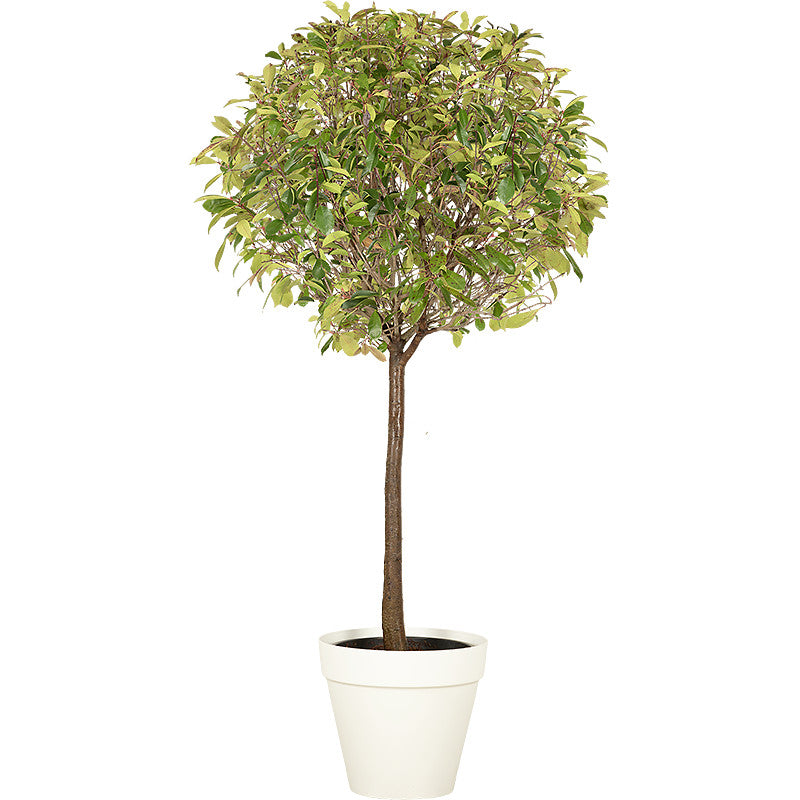 Photinia tige boule - 200/220cm Ht