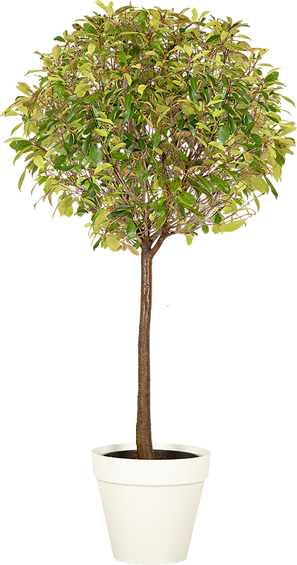 Photinia tige boule - 200/220cm Ht