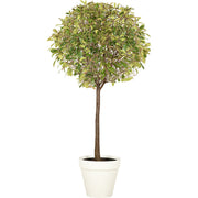 Photinia standard ball - 200/220cm H