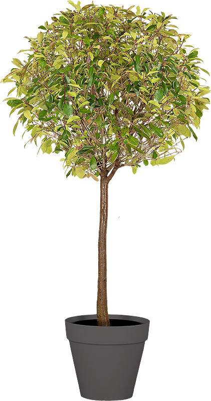 Photinia tige boule - 200/220cm Ht