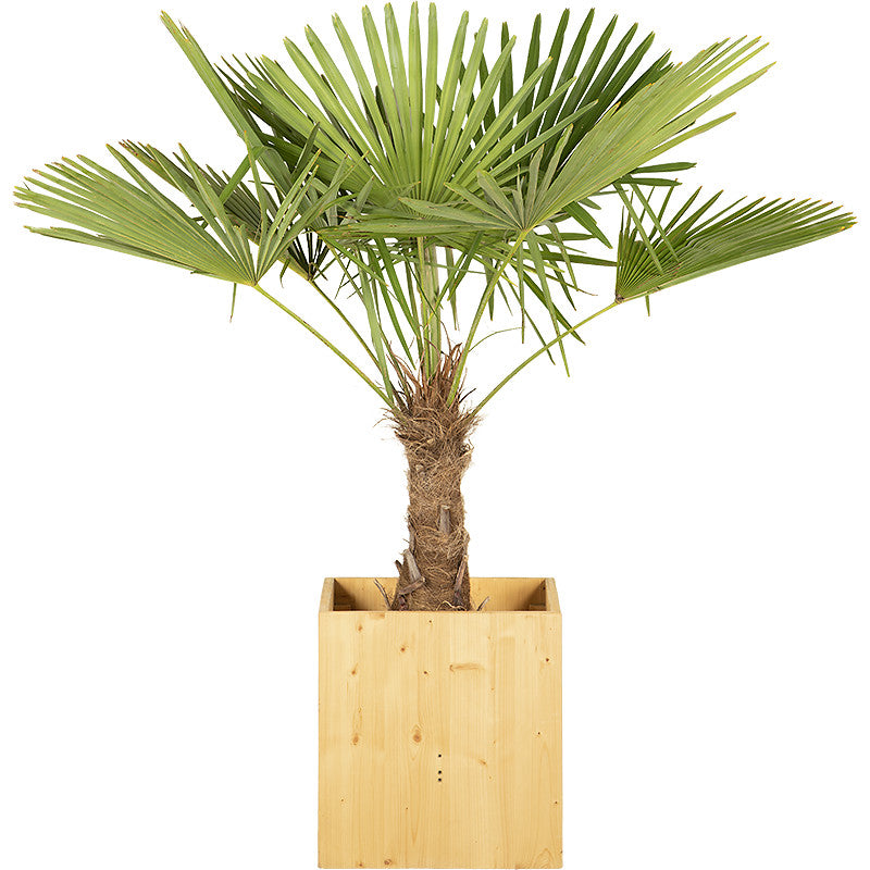 Chamaerops excelsa - 150cm Ht