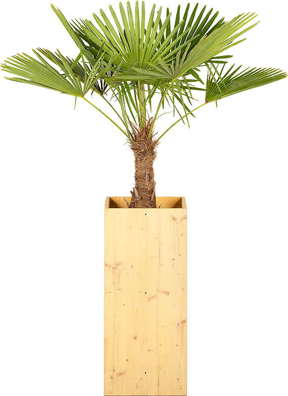 Chamaerops  excelsa - 150cm Ht