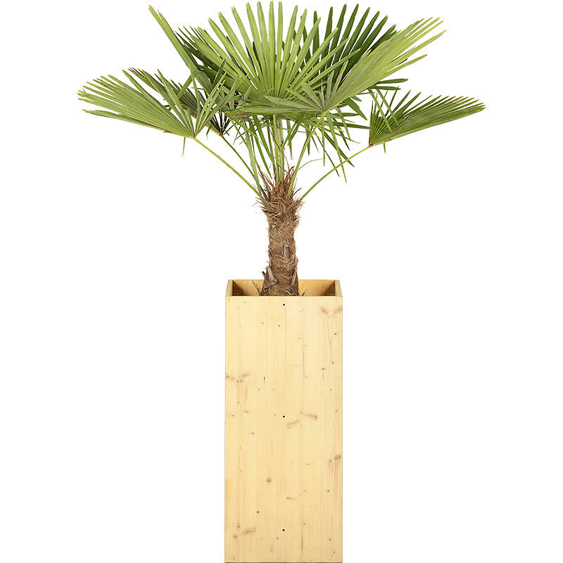 Chamaerops  excelsa - 150cm Ht