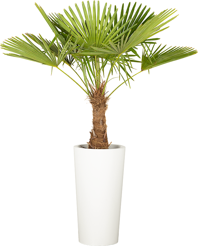 Chamaerops  excelsa - 150cm Ht