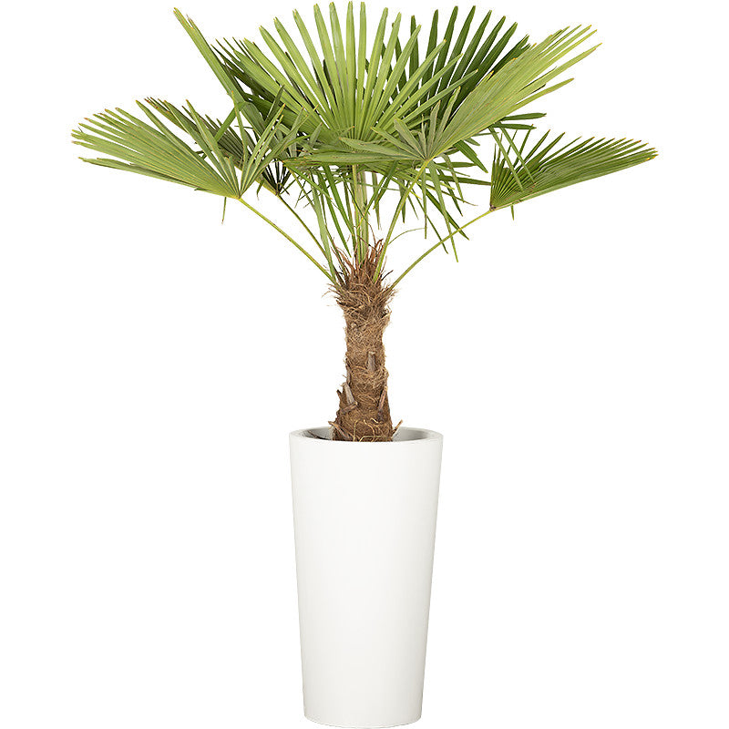 Chamaerops  excelsa - 150cm Ht