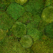 Tableau végétal en mousse stabilisée au m2