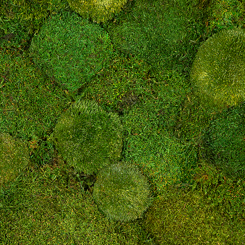 Tableau végétal en mousse stabilisée au m2