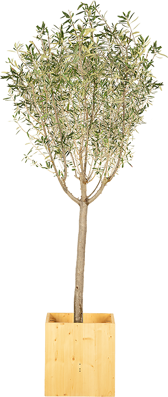 Fruitier sur Tige 175cm Ht