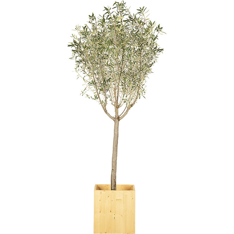 Fruitier sur Tige 175cm Ht