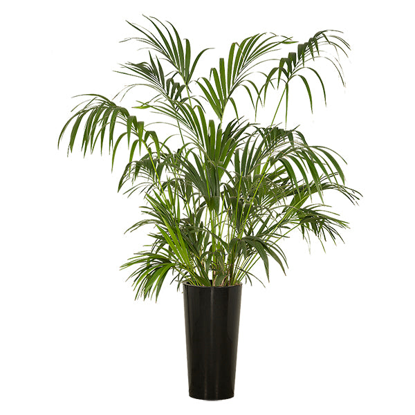 Kentia 150/175cm Ht