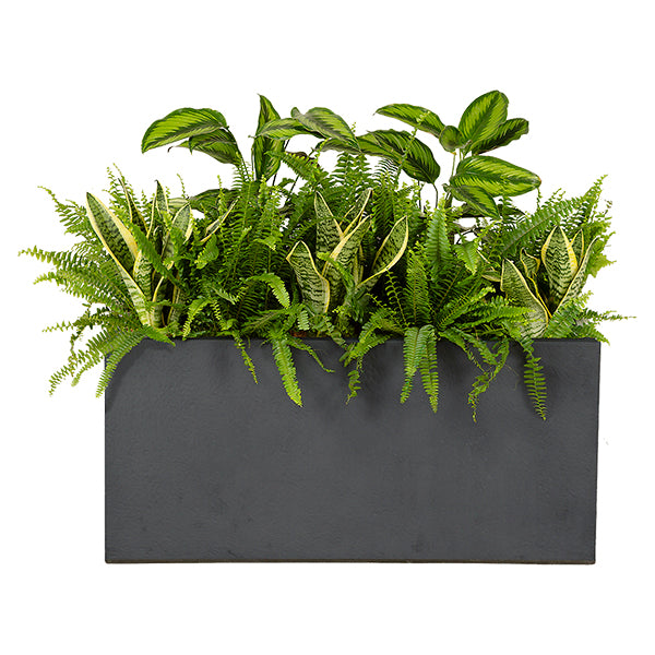 Composition plantes exotique Anthracite