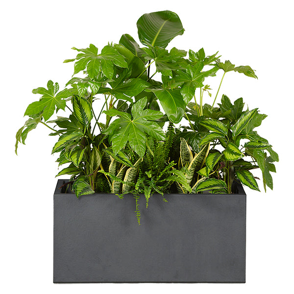 Composition plantes exotique Anthracite