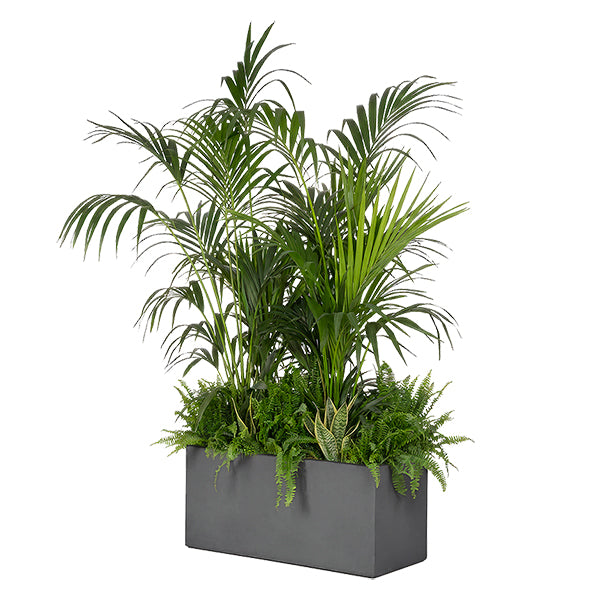 Composition plantes exotique Anthracite