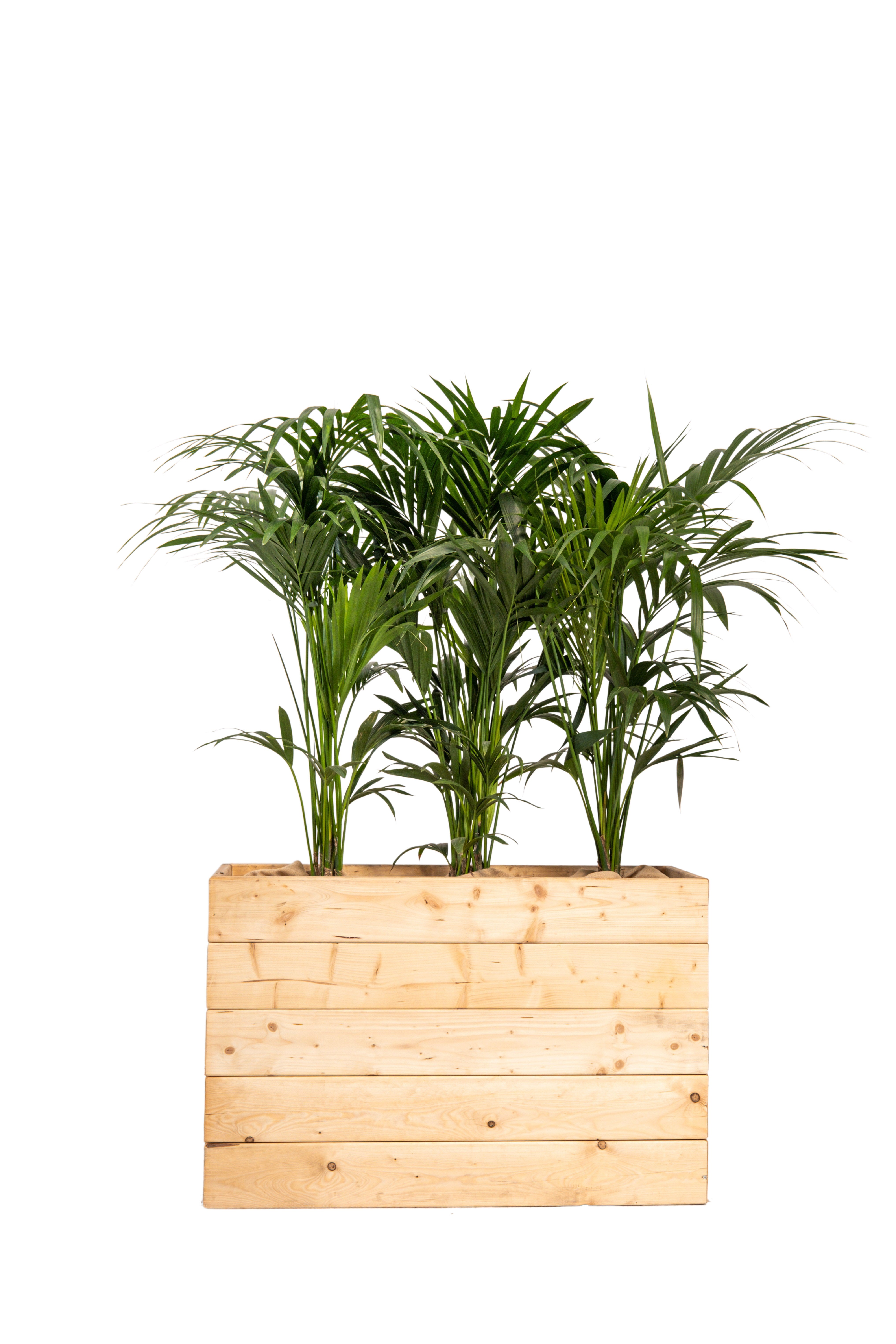 Kentia 150/175cm Ht en jardinière