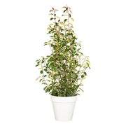 Photinia Buisson 100/150 cm Ht