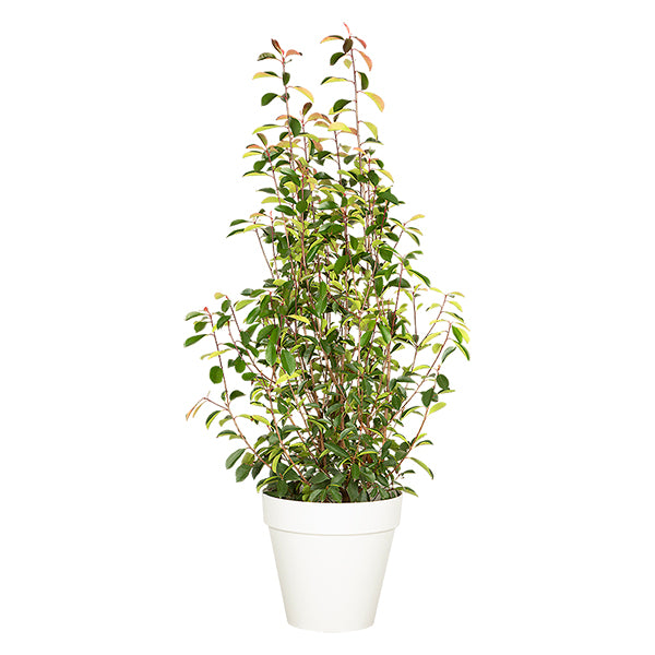 Photinia Buisson 100/150 cm Ht