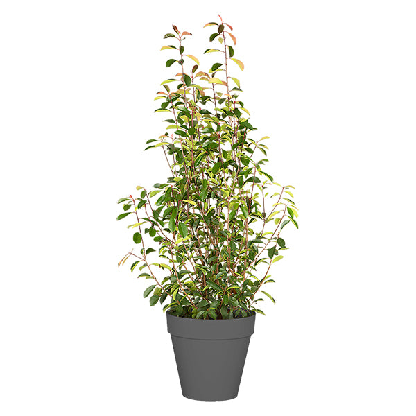 Photinia Buisson 100/150 cm Ht