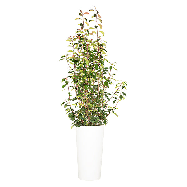 Photinia Buisson 100/150 cm Ht