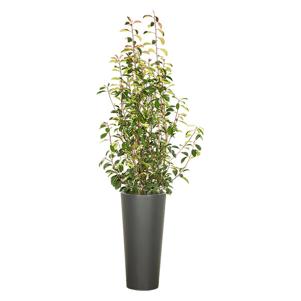 Photinia Buisson 100/150 cm Ht