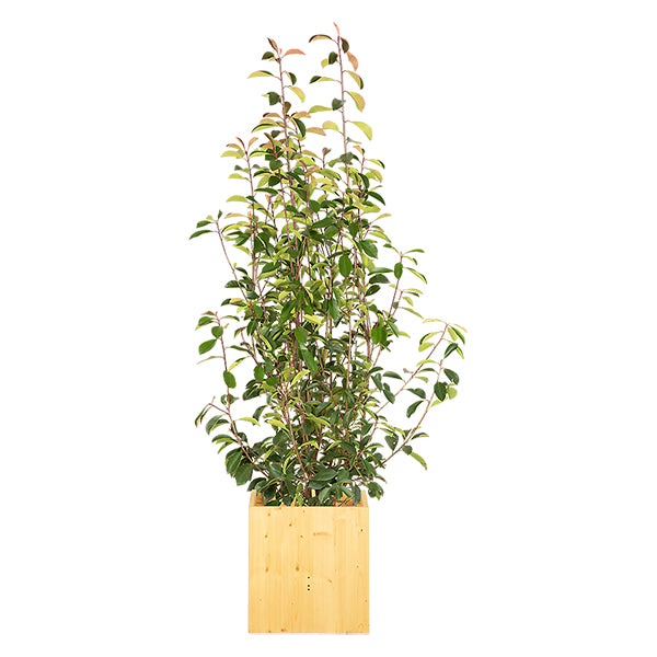 Photinia Buisson 100/150 cm Ht