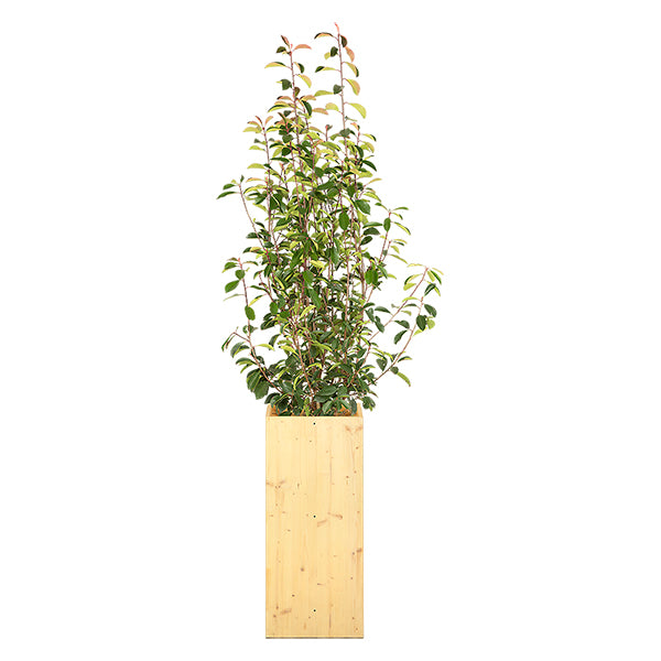 Photinia Buisson 100/150 cm Ht
