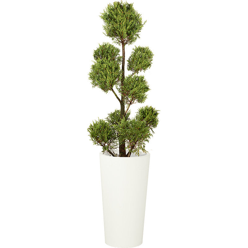 Cupressus Multiboule - 150cm Ht