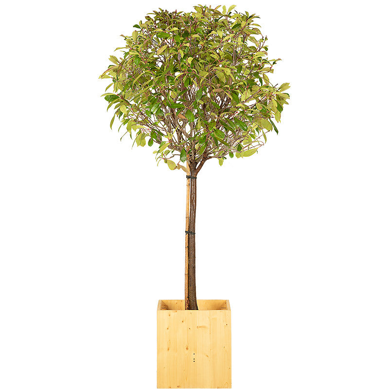 Photinia tige boule 150/175cm Ht :
