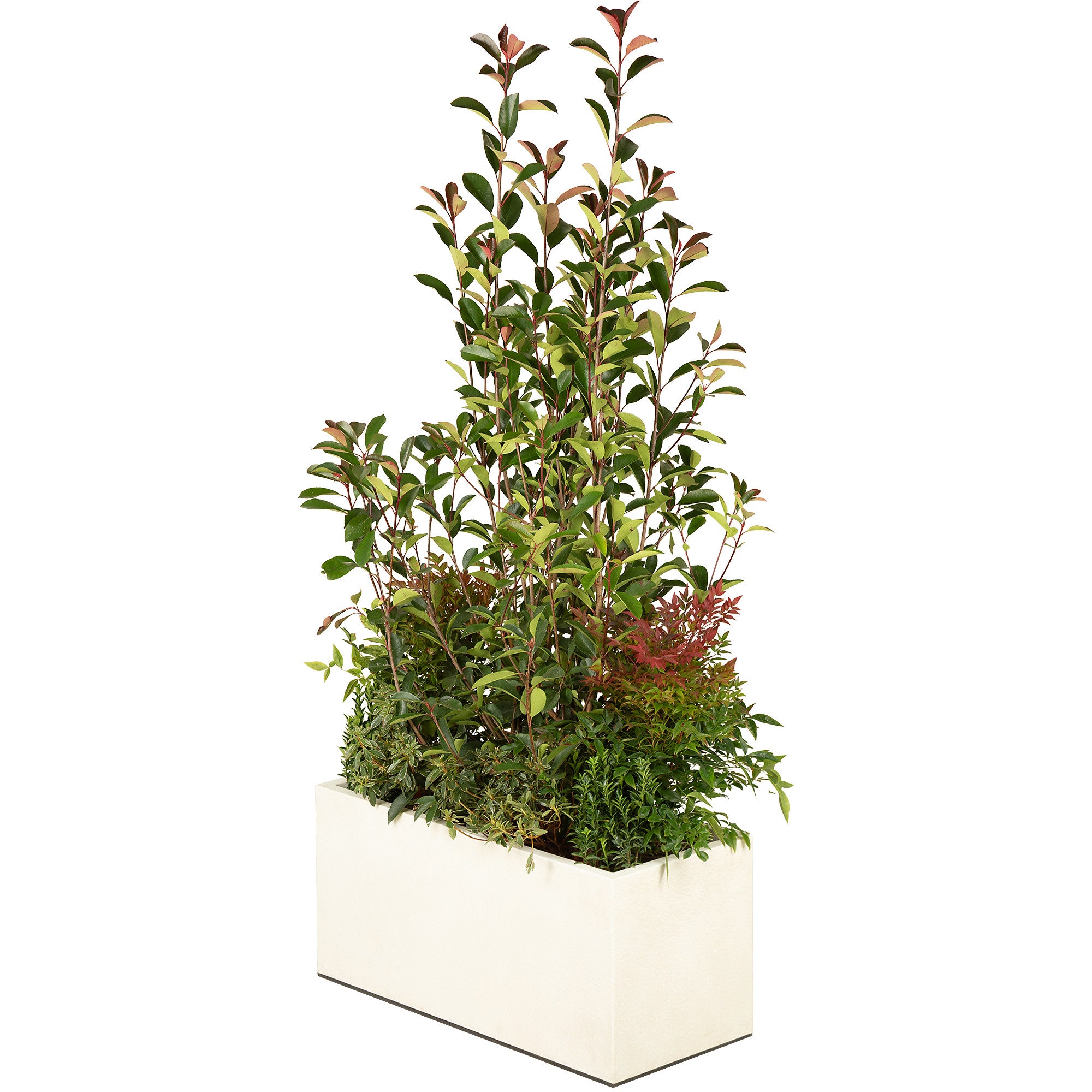 Composition plantes champêtre jardinière