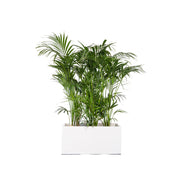 Kentia 150/175cm Ht en jardinière