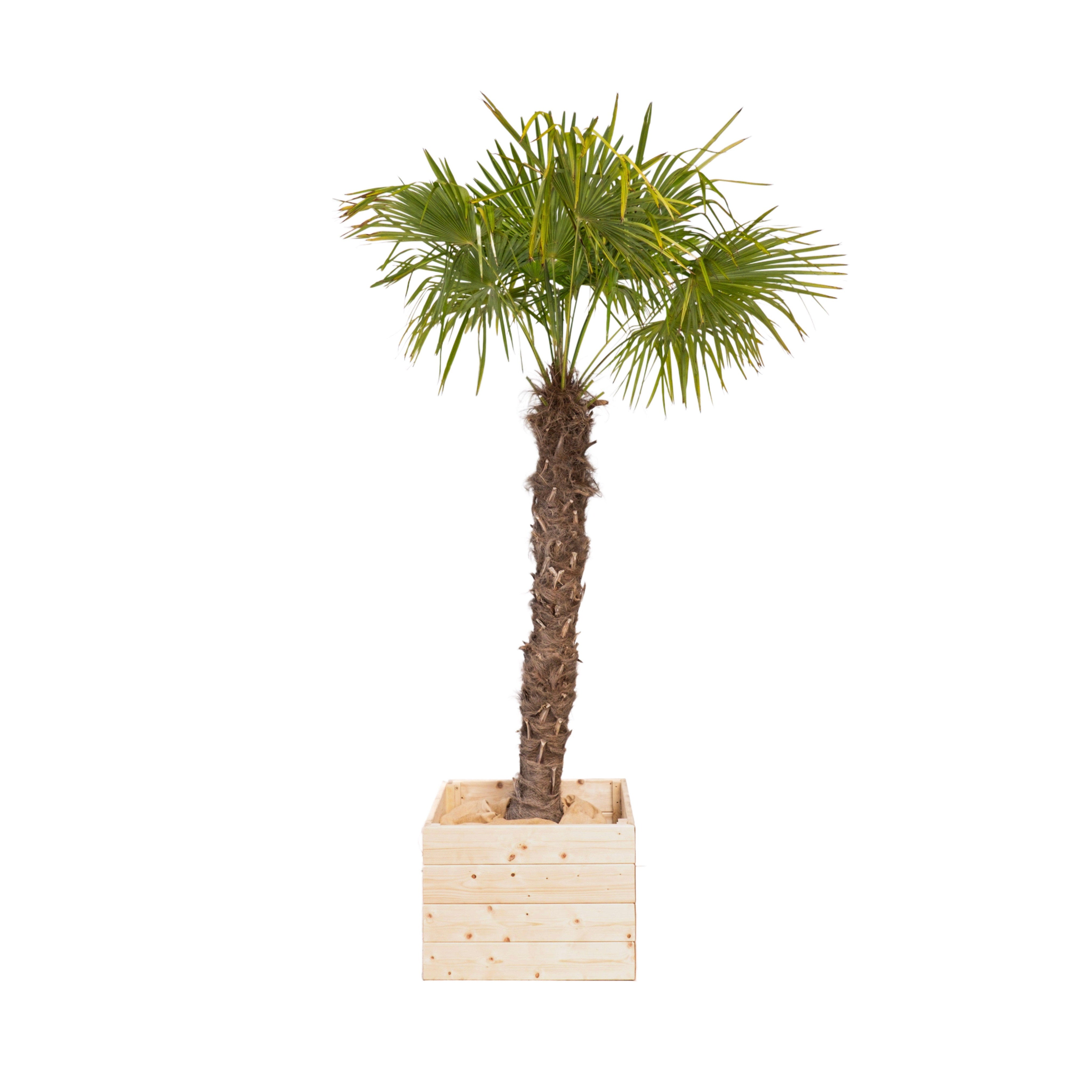 Chamaerops excelsa 200/250cm Ht