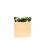 Pieris / Viburnum en jardinière