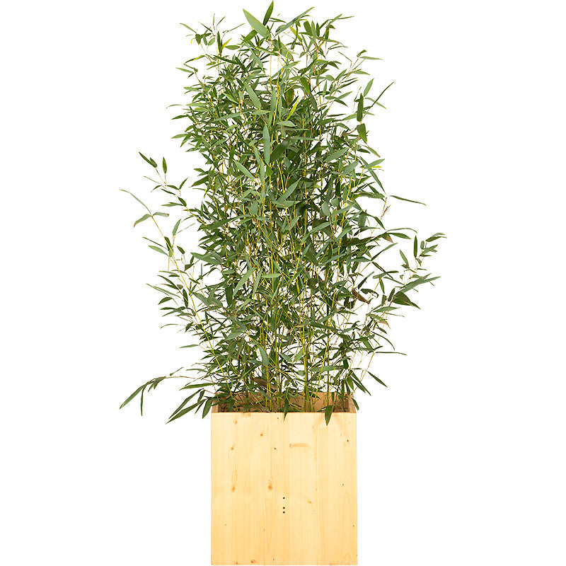 Plante bambou 100/150cm