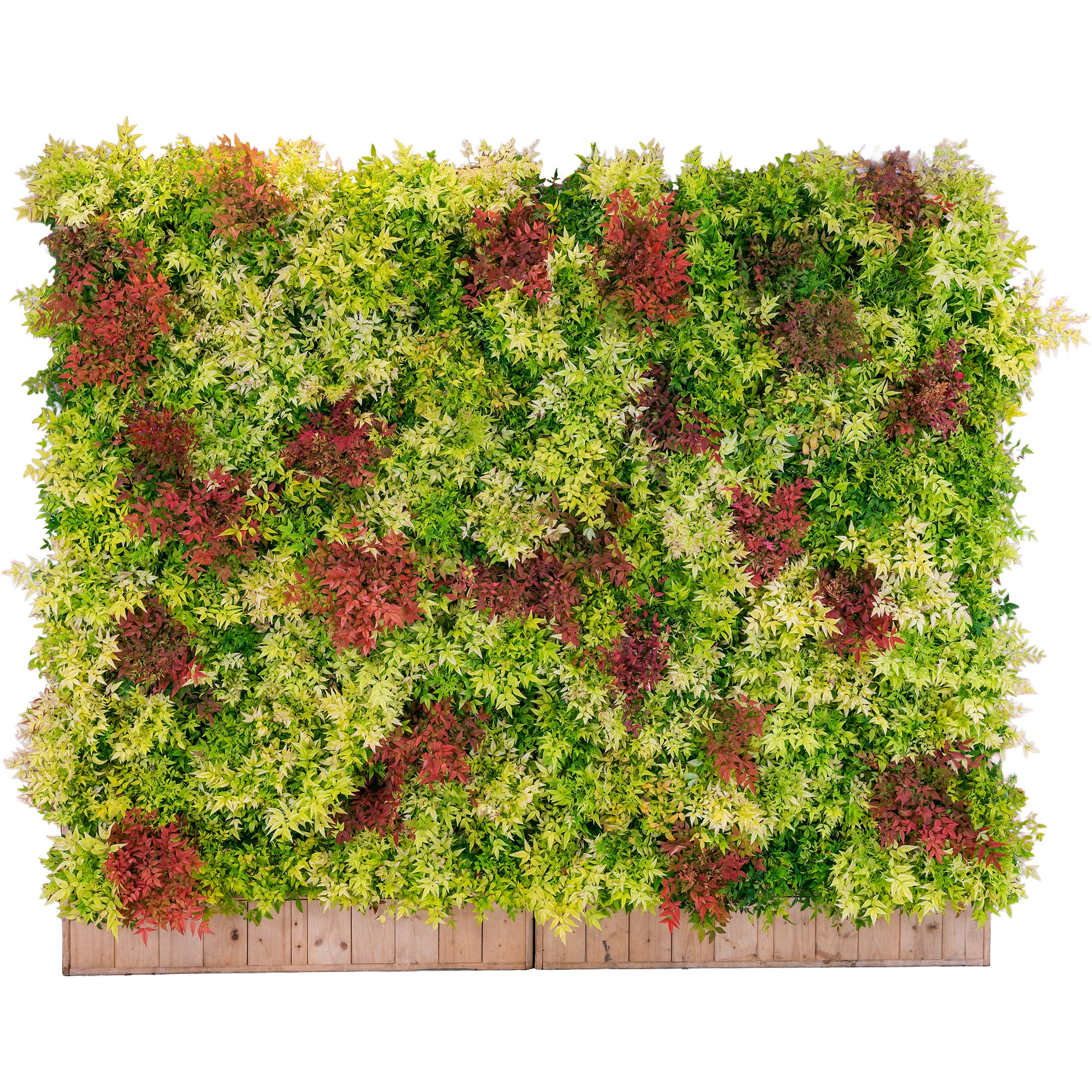 Mur végétal naturel autoporté 300x250cmHt