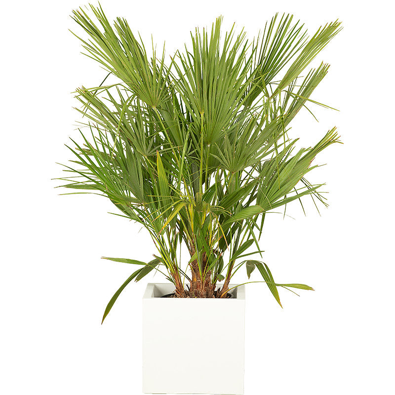 Chamaerops humilis - 100/150cm Ht