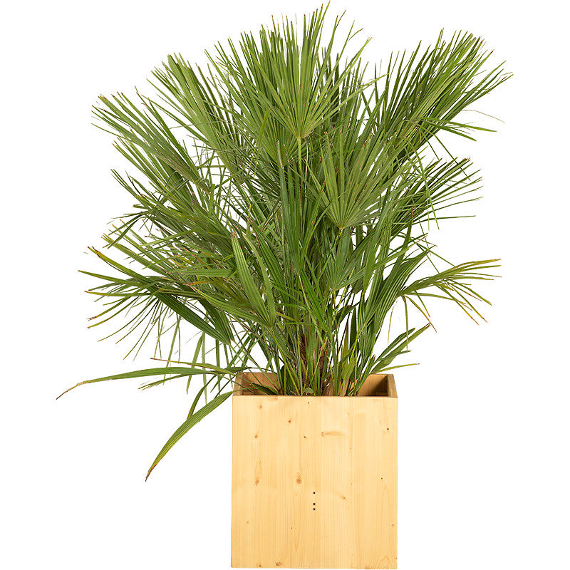 Chamaerops humilis - 100/150cm Ht