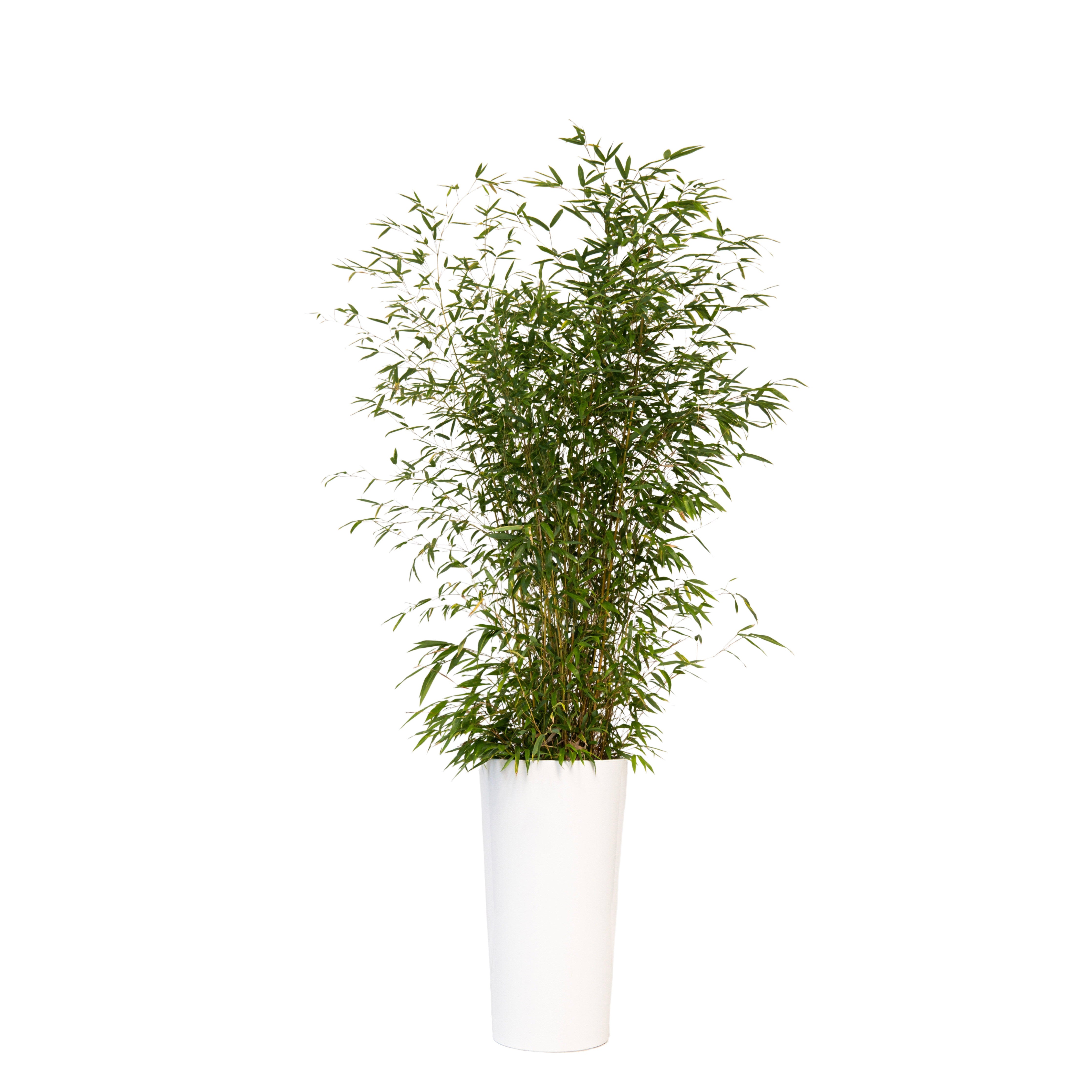 Plante bambou 175/200cm Ht