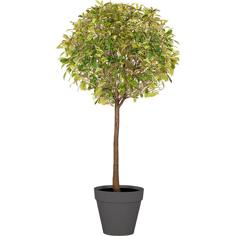 Photinia tige boule - 200/220cm Ht