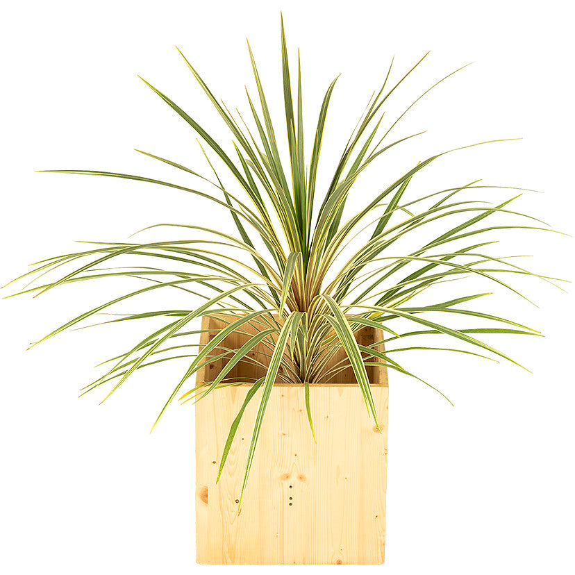 Cordyline verte 80/100cm Ht