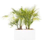 Jardinière Blanche 80x40x40 Ht + Humilis 80/100