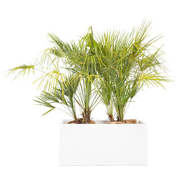 Jardinière Blanche 80x40x40 Ht + Humilis 80/100