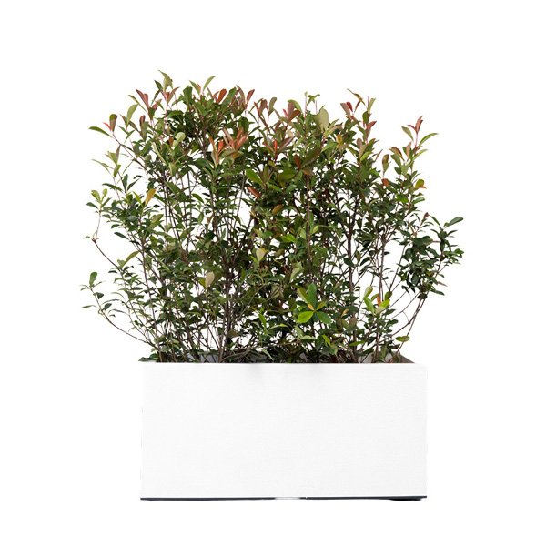 Jardinière Blanche 80x40x40 Ht + Photinia Buisson 100/120