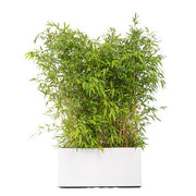 Jardinière Blanche 80x40x40 Ht + bambous 175/200