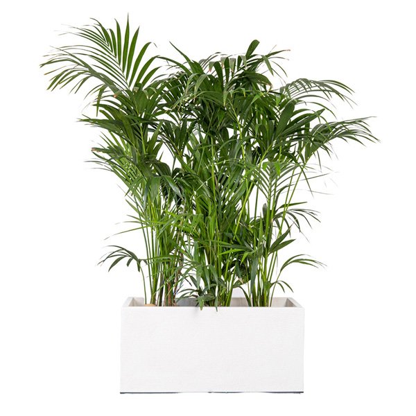 Jardinière Blanche 80x40x40 Ht + kentia 150/175