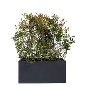 Jardinière Gris Anth. 90x40x40 Ht + Photinia Buisson 100/120