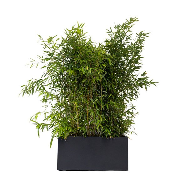 Jardinière Gris Anth. 90x40x40 Ht + bambous 100/150