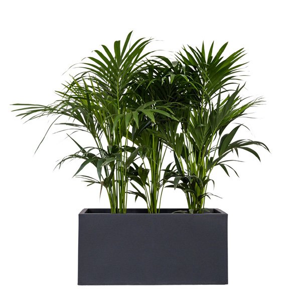 VEPPOC01R80 Jardiniere Gris Anth. 90x40x40 Ht kentia 150175