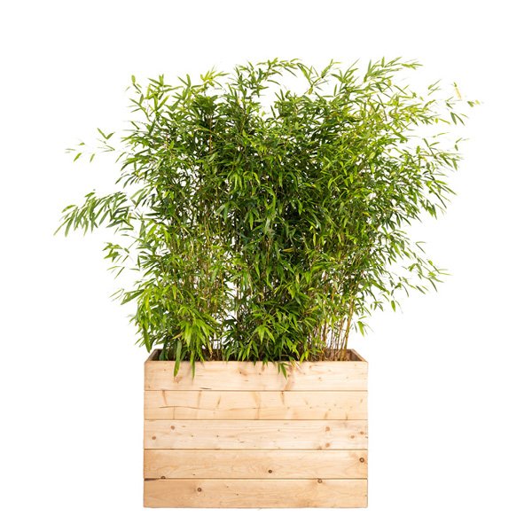 Jardinière Eco Bois - 107*37*70 Ht + kentia 100/150